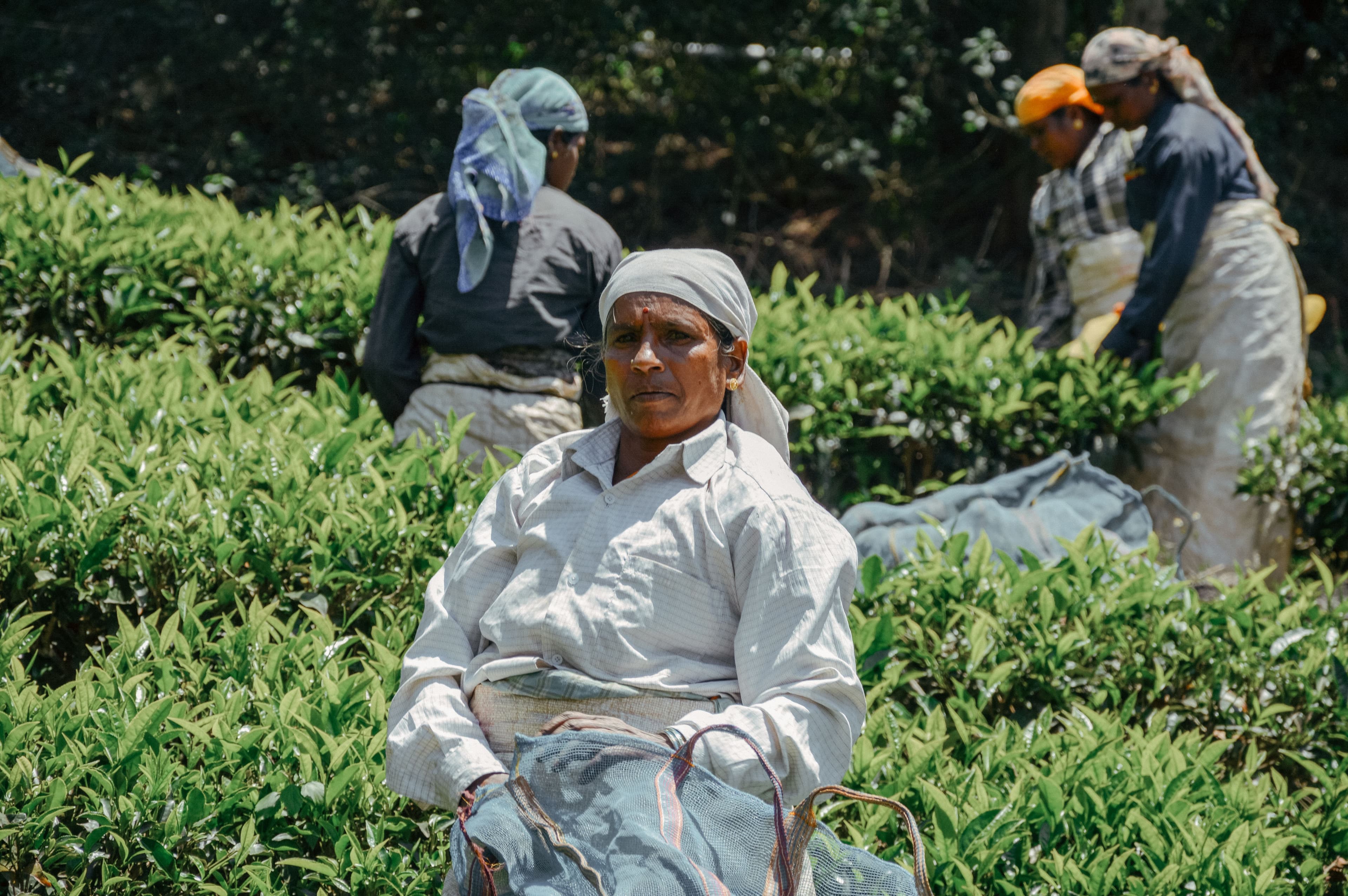Tea pluckers at work