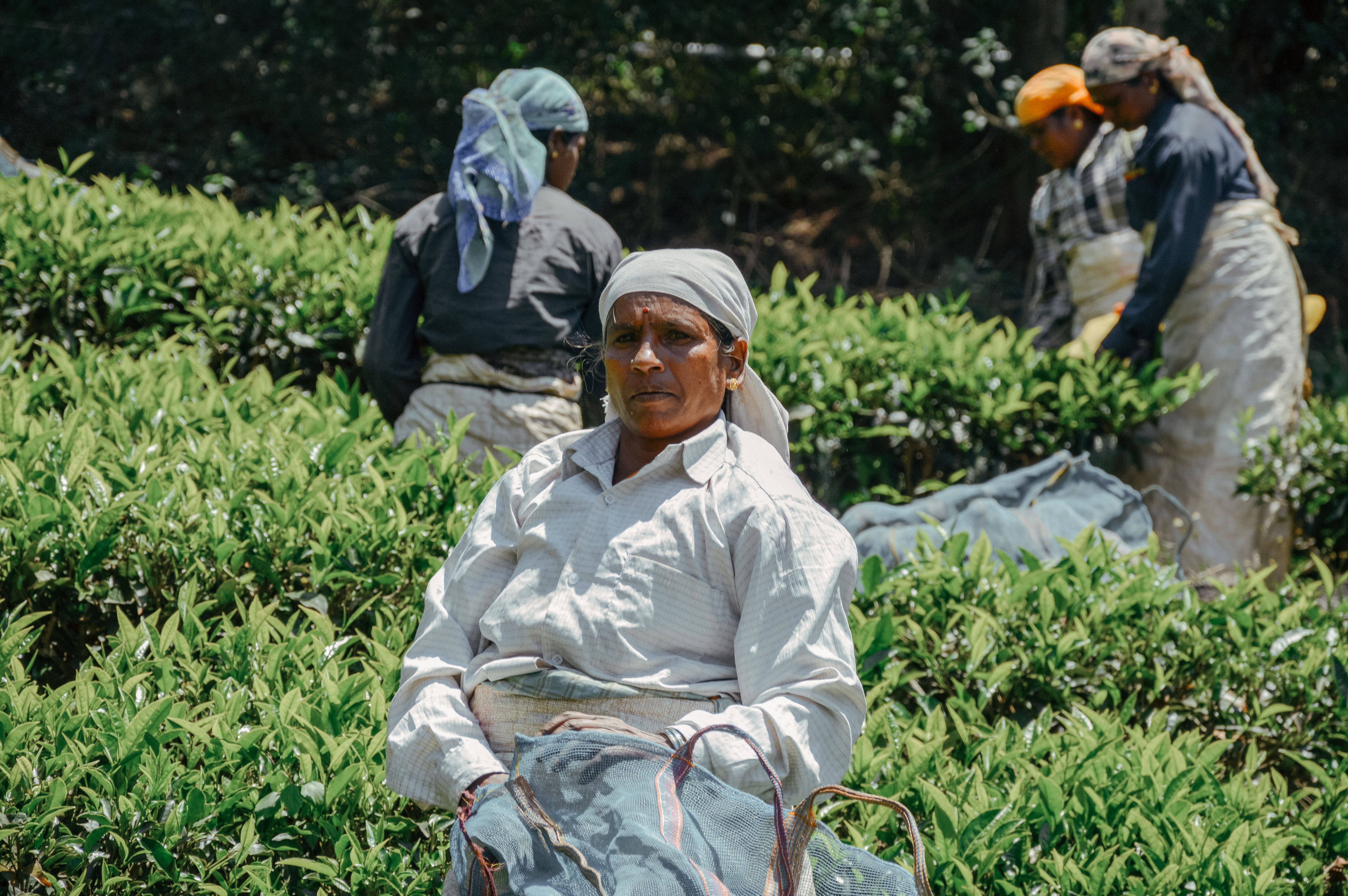 Tea pluckers at work